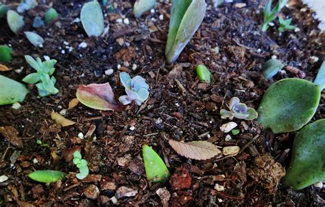 Plants dry out because they don't have enough water in the soil. Life with Direction: Propagating Succulents Update