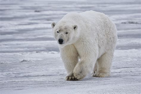The Wildlife Polar Bears Animals Amazing Facts And Latest Pictures