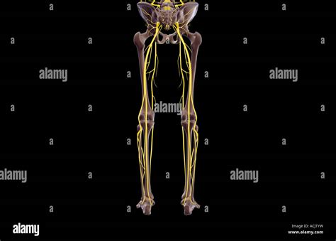 Lateral Femoral Cutaneous Nerve Hi Res Stock Photography And Images Alamy