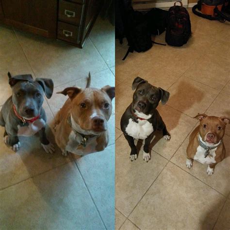 The Difference Six Months Can Make R Pitbulls