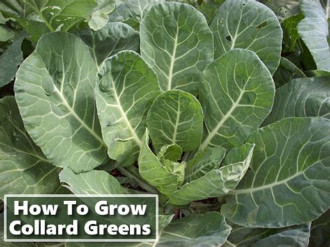 How To Grow Collard Greens