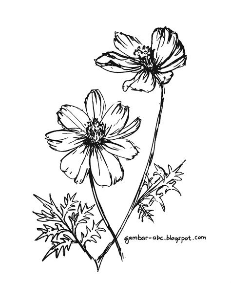 Sketsa Bunga Contoh Gambar Flora
