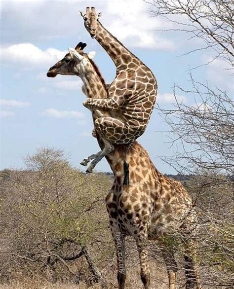 First They Say Giraffes Have Long Necks To Eat Higher Leaves Then They