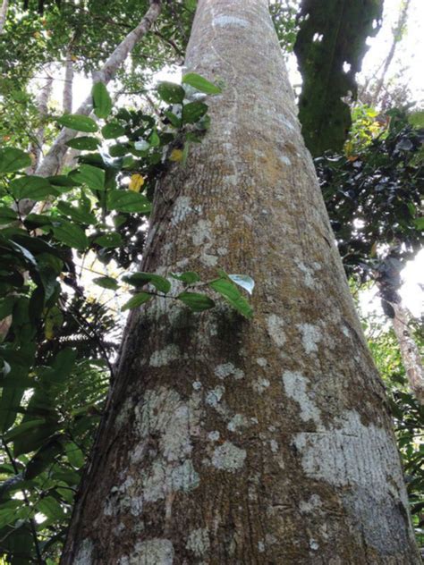 Gelang kayu gaharu zebra super king 12 mm kami bua dari bahan kayu gaharu super dari kalimantan jenis gaharu zebra dengan kualitas terbaik (grade a), butiran mulus, berserat unik, dan kayu sangat padat (tenggelam di air). KAYU GAHARU @ KARAS | PORTAL PAHANGKU