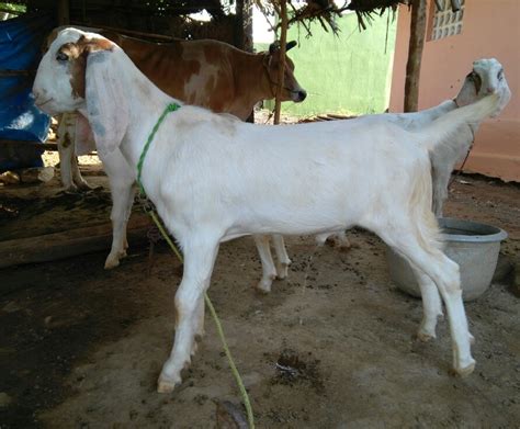 Male Boer Goat Rs 8000 Unit Salem Goat Farms Id 15162453730