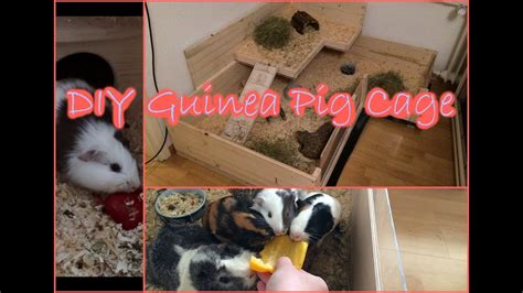 The guinea pig's cage should represent the comfortable and nice habitat for a piggy. DIY Guinea Pig Cage with Plexiglass Front - YouTube