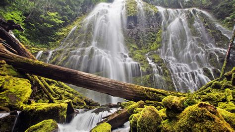 Download Moss Log Forest Nature Waterfall 4k Ultra Hd Wallpaper