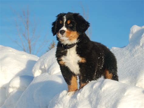 Bernese Mountain Dog Puppy Gazing Into The Distance