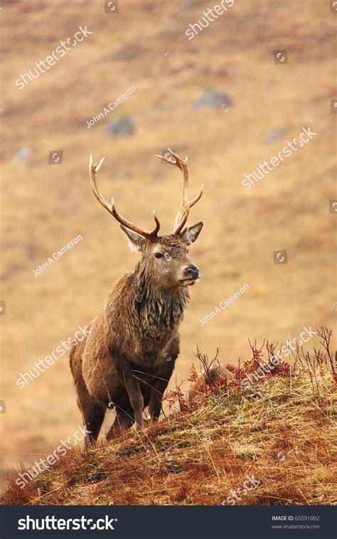 Wild Red Deer Stag In The Scottish Highlands Stock Photo 65591002