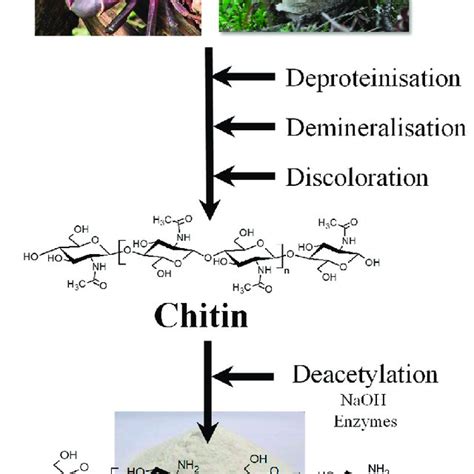 General Steps For Chitin And Chitosan Production Download Scientific Diagram