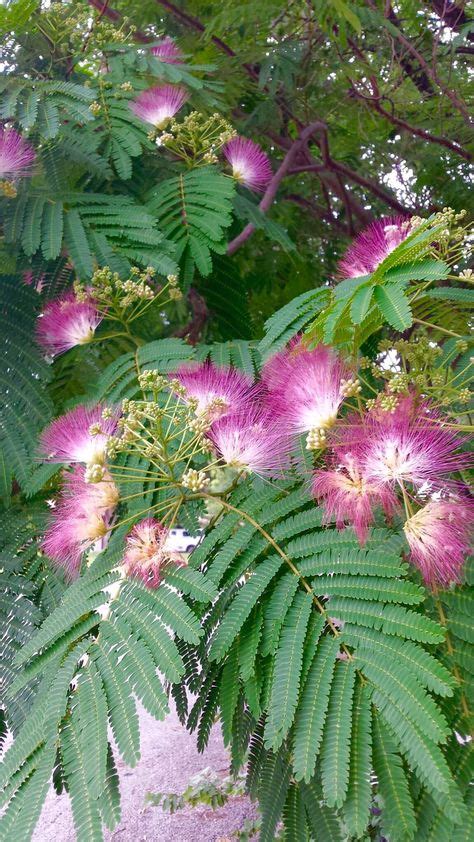 Mimosa Pudica Tree Gardening Flowering Trees Sensitive Plant