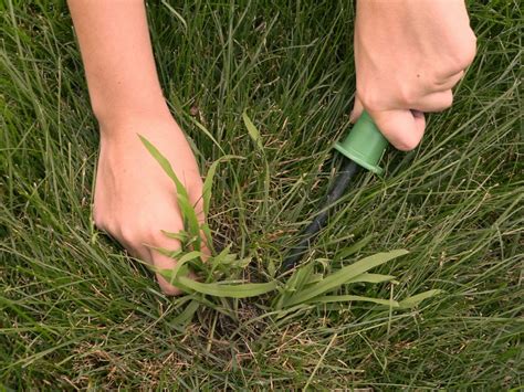Crabgrass Control Waterdown Weed A Way Lawn Care