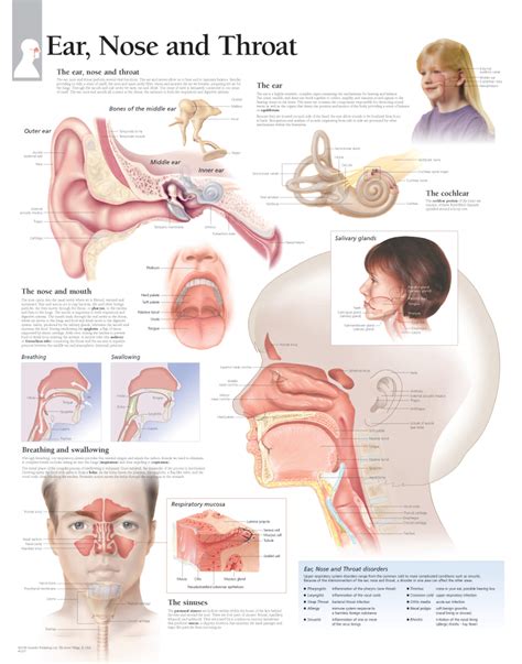 Ear Nose And Throat 1357 Anatomical Parts And Charts