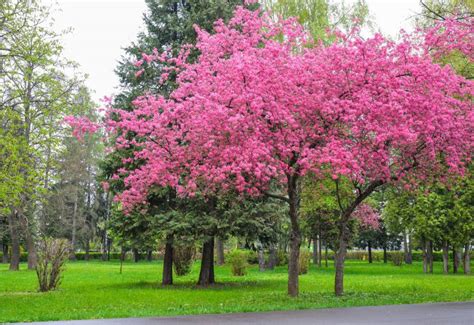11 Best Pink Flowering Trees For Your Yard 54 Off