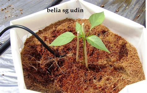 0 ratings0% found this document useful (0 votes). belia sg udin: cara menanam cili dan tanaman-tanaman lain.