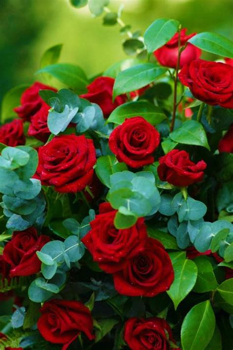 40 Mejores Colecciones Imagenes De Rosas Hermosas Naturales Alyshia