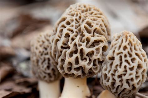 What Are Morel Mushrooms? How Do You Cook With Them? | Allrecipes