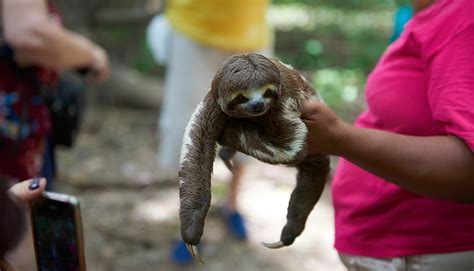 A sloth has long coarse hair and moves very slow. Here's Why Sloths Do Not Make Good Pets - The Sloth ...