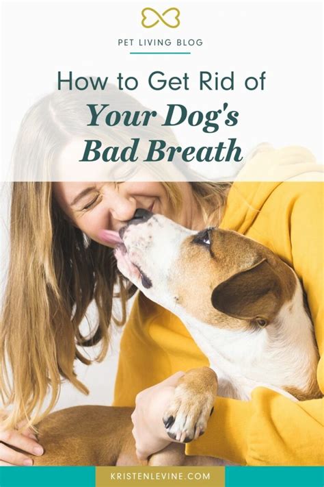 How To Get Rid Of Your Dogs Bad Breath