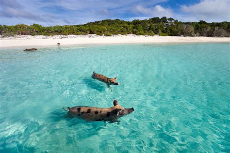 The berühmten schwimmenden schweine von den. Bahamas: Schwimmen mit den Schweinchen | Urlaubsguru