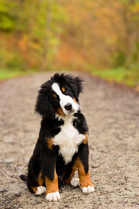 Here on the fenrir bernese mountain dog show we make videos about man's best friend so if this is your first time here don't forget to subscribe! Cute puppy and dog: Cute Amazing Bernese Mountain Dog