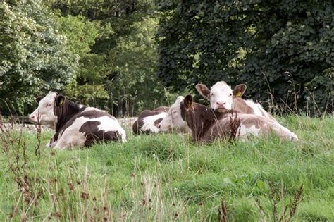 Lazy Cows Kendal Luke Robinson Flickr