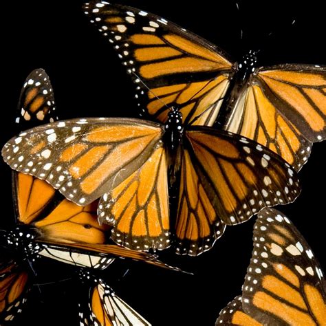 Monarch butterfly, facts and photos