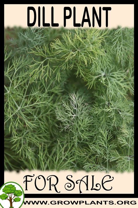 Dill plant for sale - Grow plants