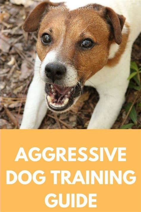 How To Stop Dog Aggression And Calm A Hyper Dog Cutepuppy