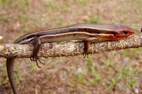 Pa Herp Identification Common Five Lined Skink