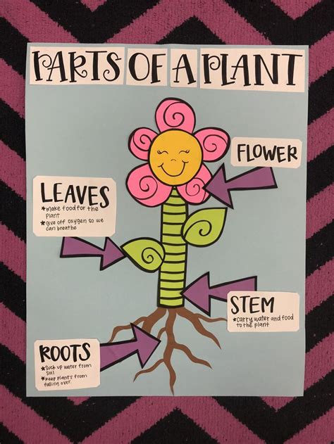 Parts Of A Plant Flower Anchor Chart 1st Grade Planting