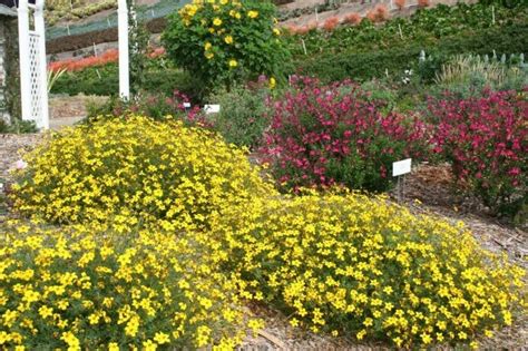 Bidens ferulifolia is a north american plant species in the daisy family. Bidens ferulifolia daisy