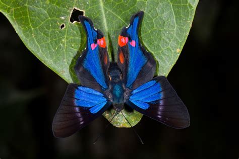 Blue Doctor Rhetus Periander Periander Foto And Bild Natur Insekten