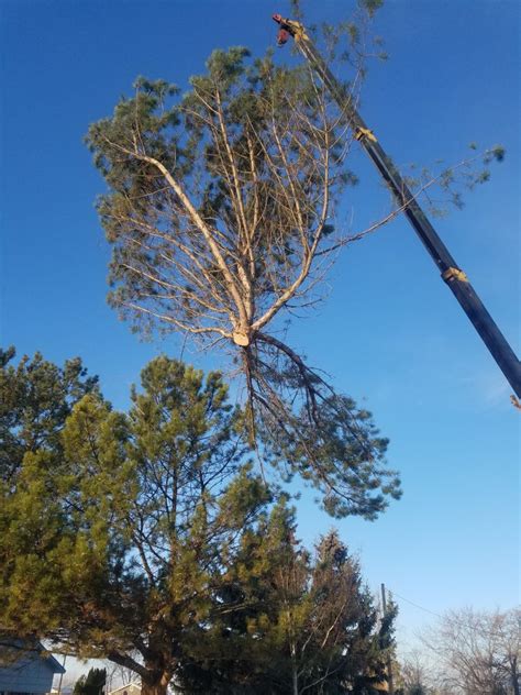 Some people want more than a basic tree removal service. Heartwood Tree Care LLC - Serving Caldwell - Tree Removal