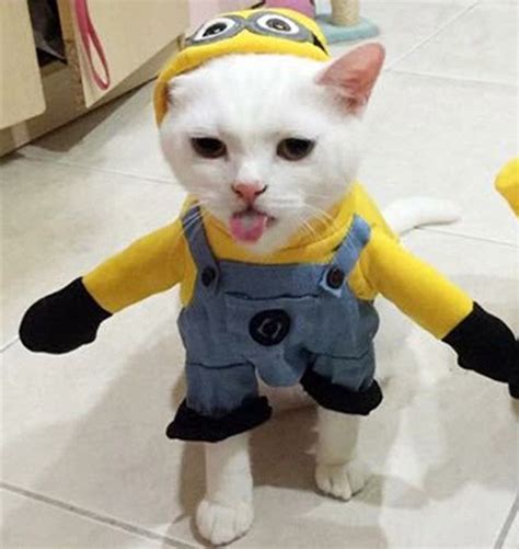 31 Halloween Cat Costumes For People Who Really Love Their Cats Cat