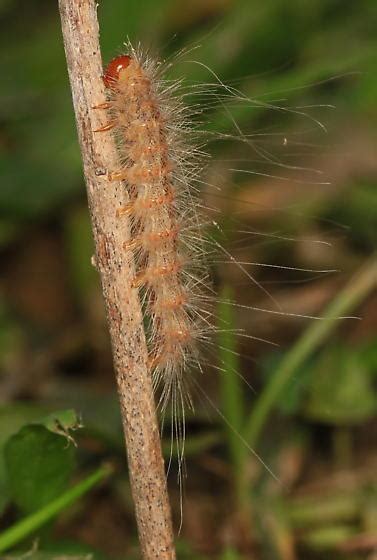 Fall Webworm Caterpillar Hyphantria Cunea Bugguidenet