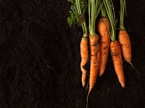 Growing Healthy Carrots Best Soil For Carrots In The Garden