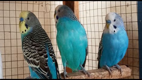 5 Hr Budgies Chirping Talking Singing Parakeets Sounds Reduce Stress