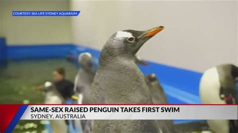 Famous Chick Of Same Sex Penguin Couple Learns To Swim Swimmer S Daily