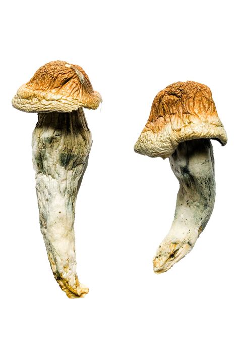 Buy Penis Envy Xl Magic Mushrooms Online Magic Mushroom Grow Kits Farm