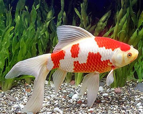 Jenis Ikan Hias Air Tawar Cocok Dipelihara Di Aquarium Atau Kolam