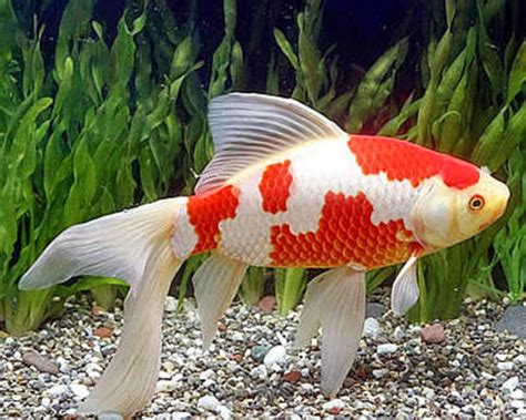 Jenis Ikan Hias Air Tawar, Cocok Dipelihara di Aquarium ...