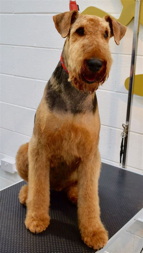 Ted Airedale Dog Grooming Labradoodle Grooming Style Airedale Terrier