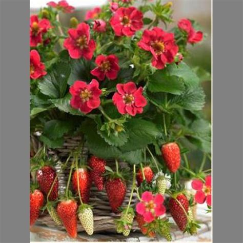 Strawberry Tristan Friends School Plant Sale