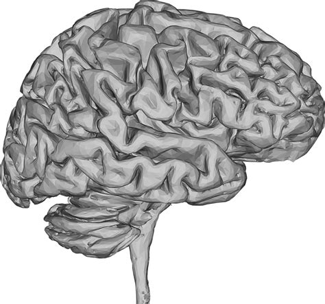 Brain Head Magnifying Glass Png Picpng