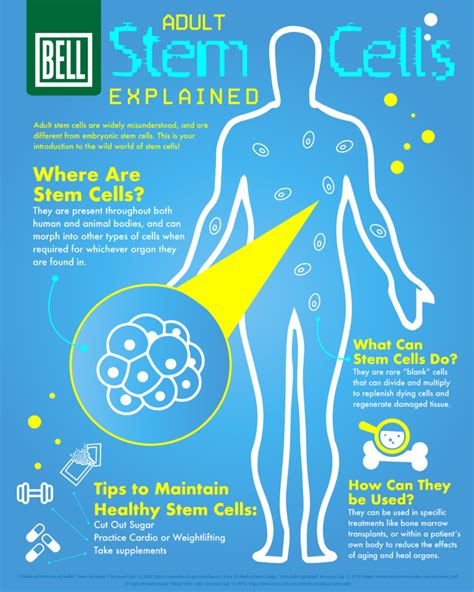 Adult Stem Cells Explained Infographic Bell Wellness Center