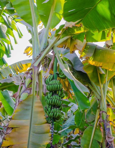 Bananas On The Palm Banana Palm Trees Stock Image Image Of Organic