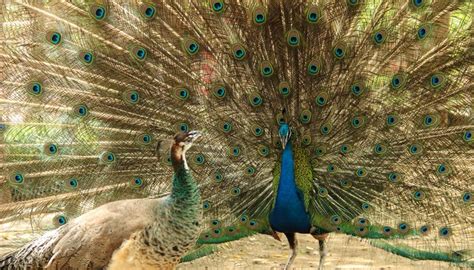 Visual Differences Between Male And Female Peacocks Animals Momme
