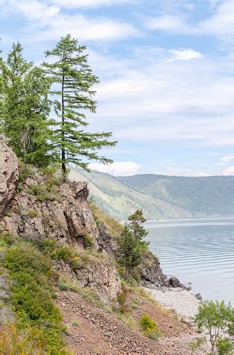Larch On The Rocky I Protect Lakes Baikal Stock Photo Download Image