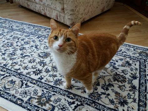 Lost Ginger And White Cat Lost And Found In Huddersfield